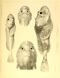 n458_w1150