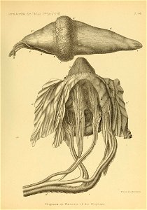 n558_w1150