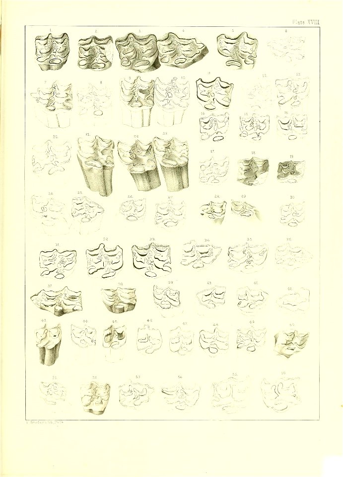 n516_w1150