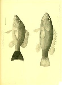 n622_w1150