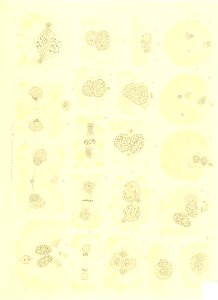 n586_w1150