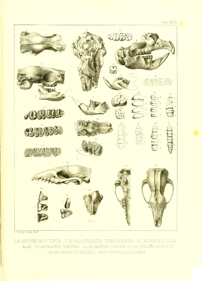 n532_w1150