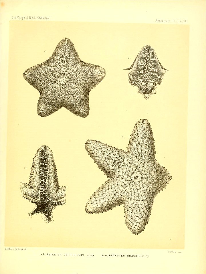 n318_w1150