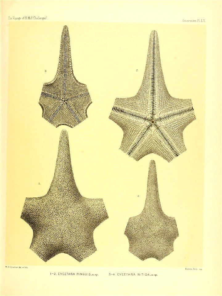 n258_w1150