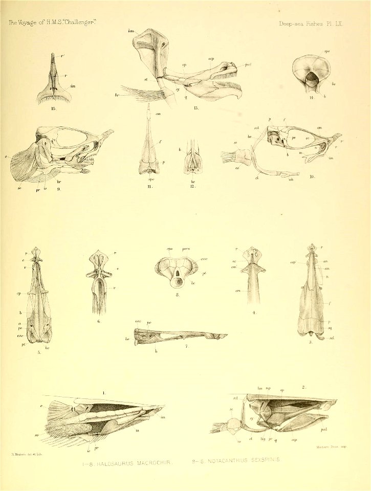 n706_w1150