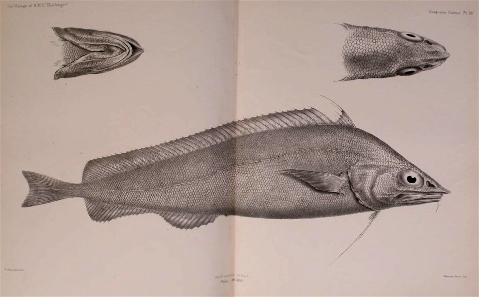 n486_w1150