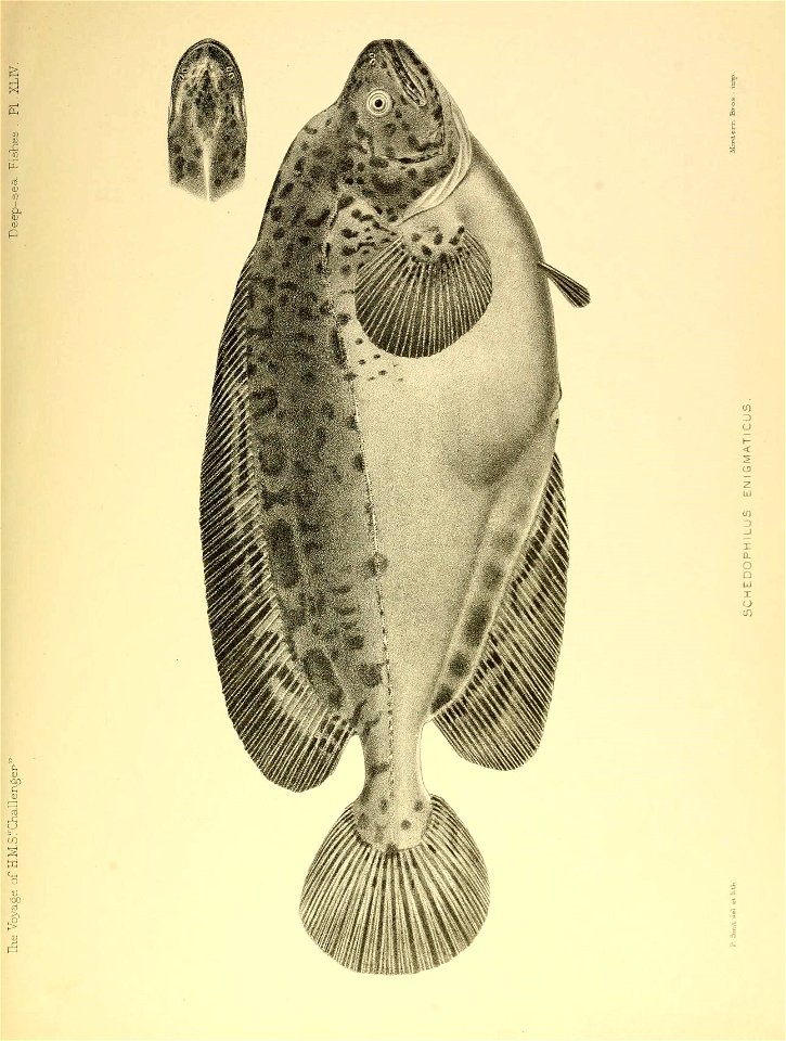n632_w1150
