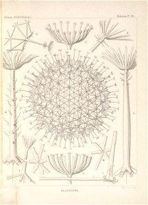 n452_w1150