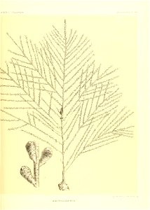 n462_w1150