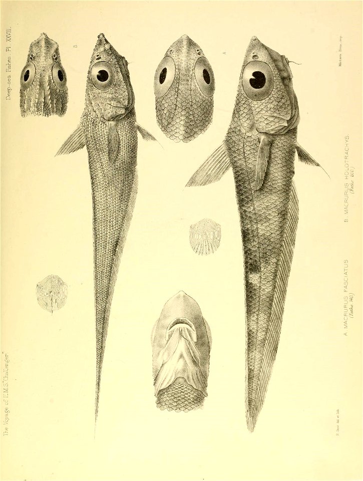 n554_w1150