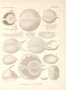 n508_w1150
