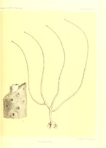 n514_w1150