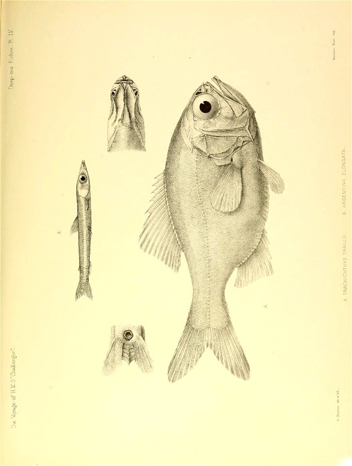 n682_w1150