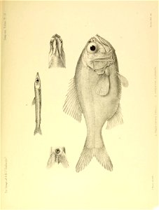 n682_w1150