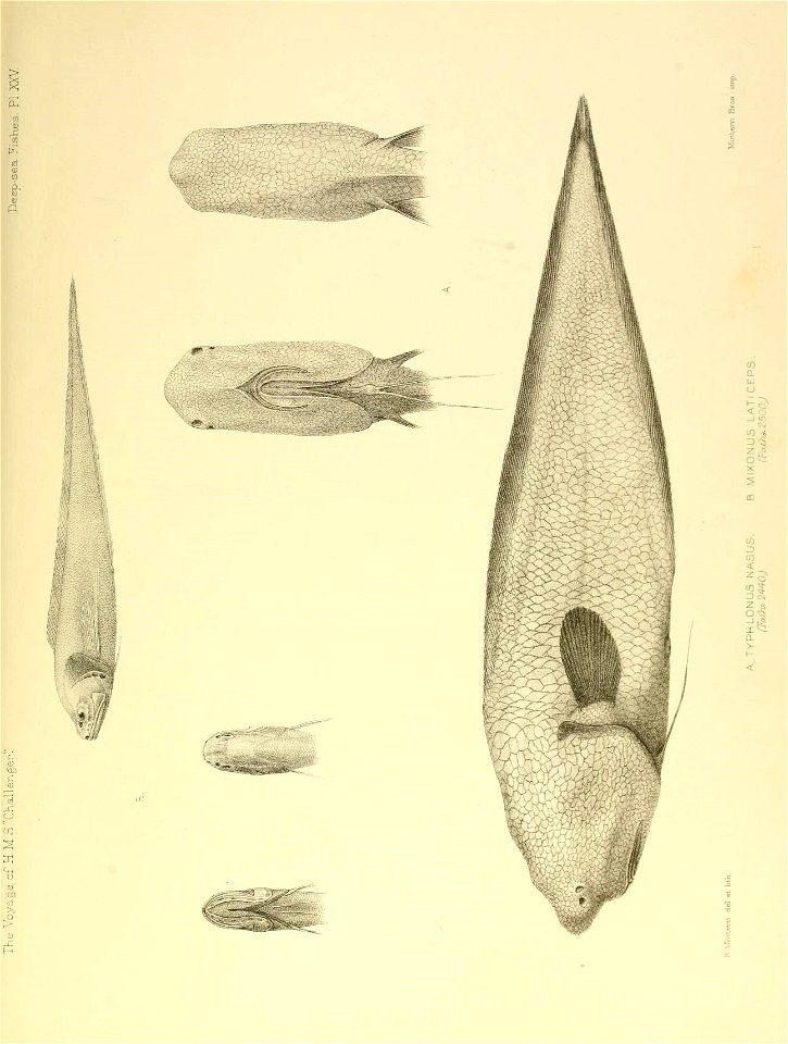 n540_w1150