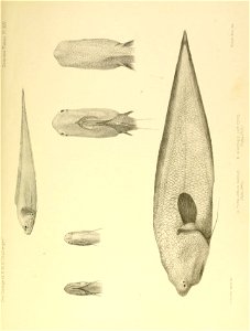 n540_w1150
