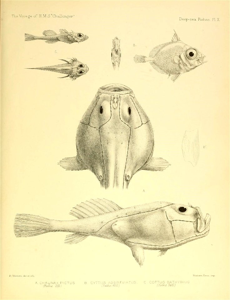 n462_w1150