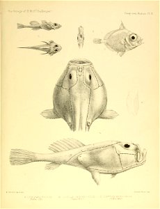 n462_w1150