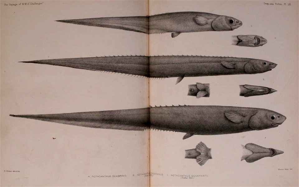n712_w1150