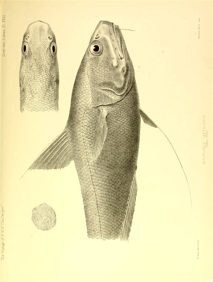 n568_w1150