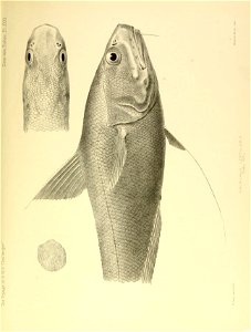 n568_w1150