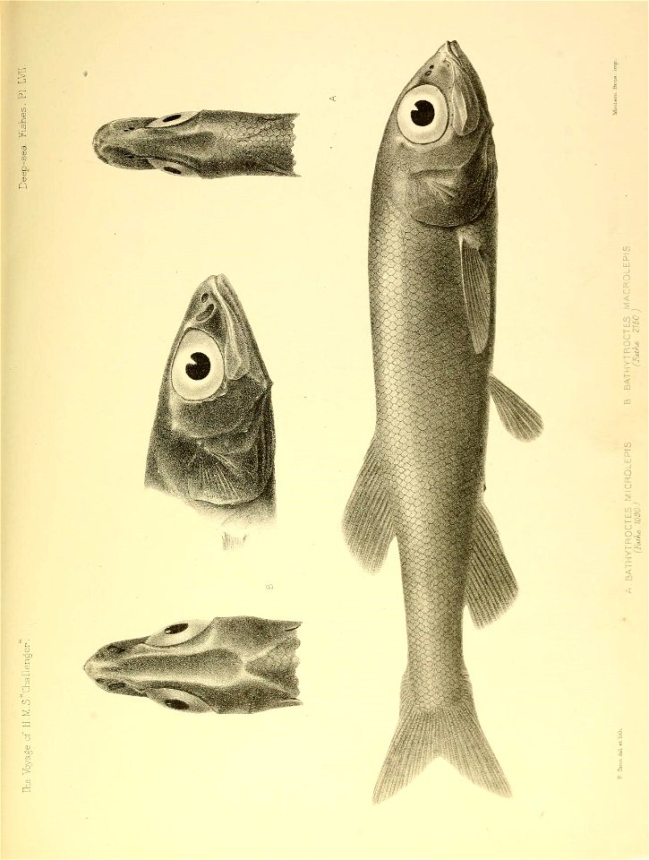 n692_w1150