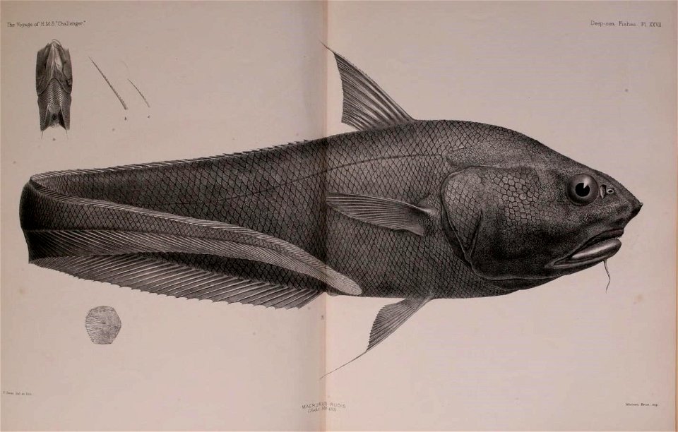n550_w1150