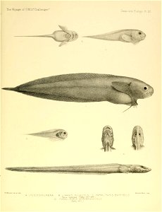 n470_w1150