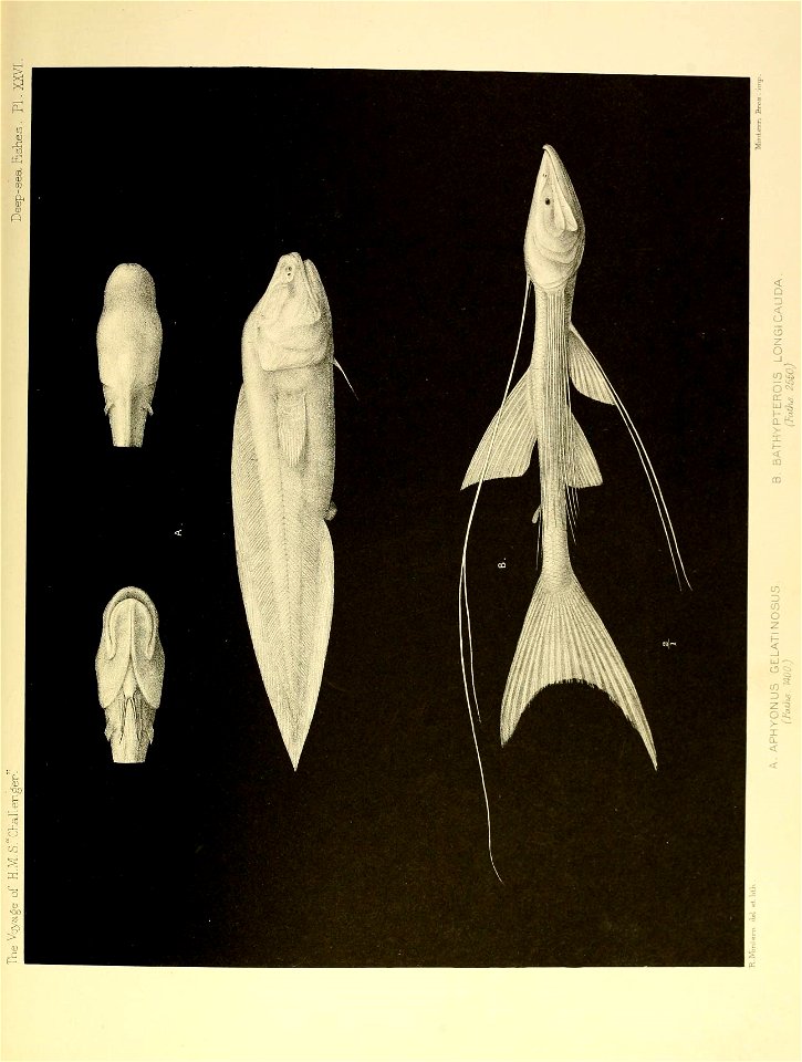 n544_w1150