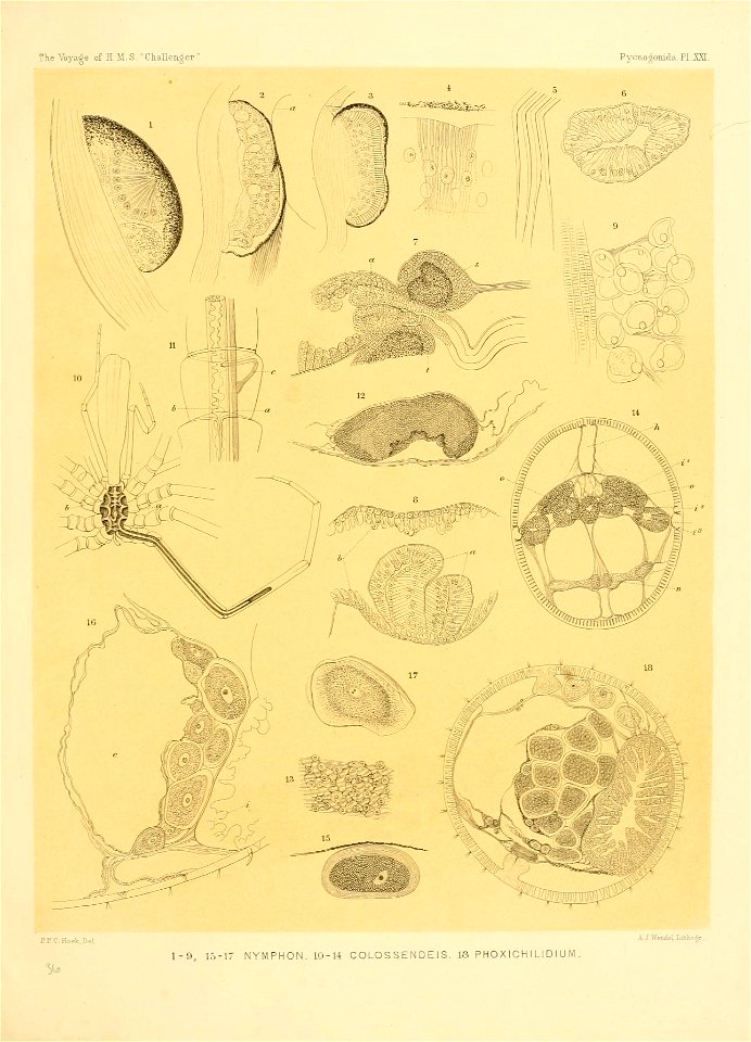 n216_w1150
