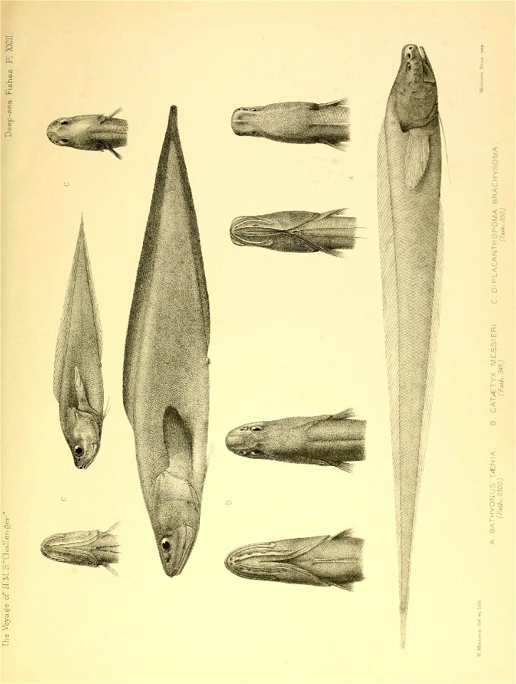 n530_w1150