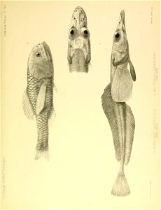 n454_w1150