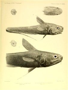 n602_w1150