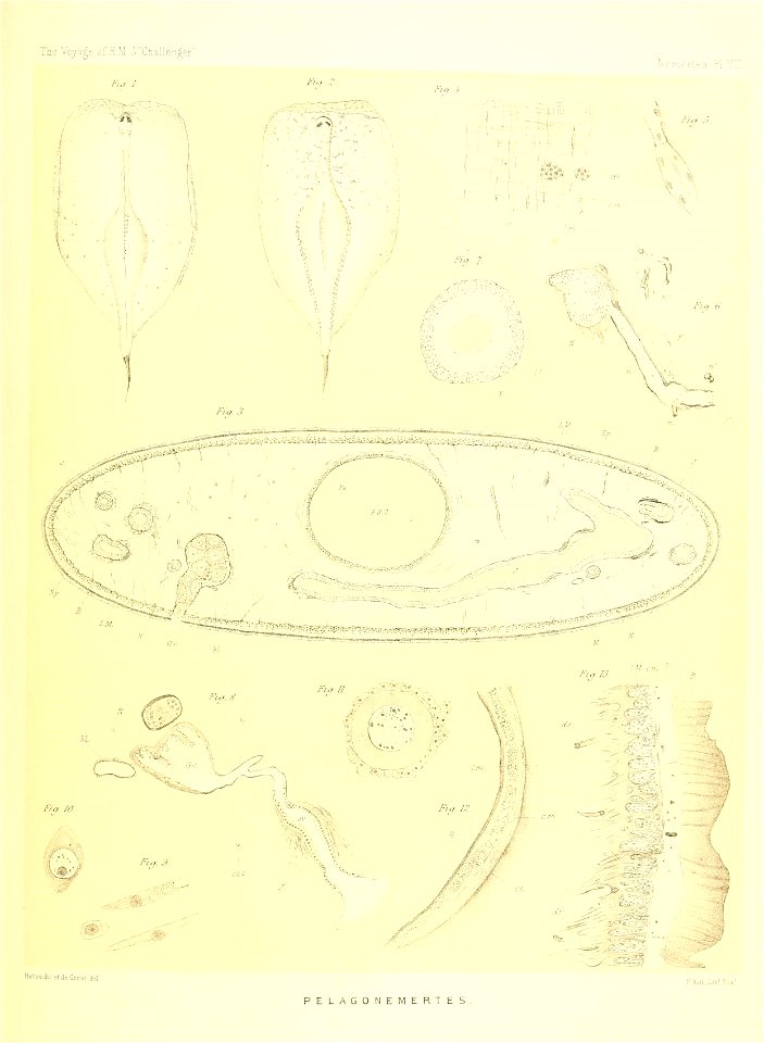 n196_w1150