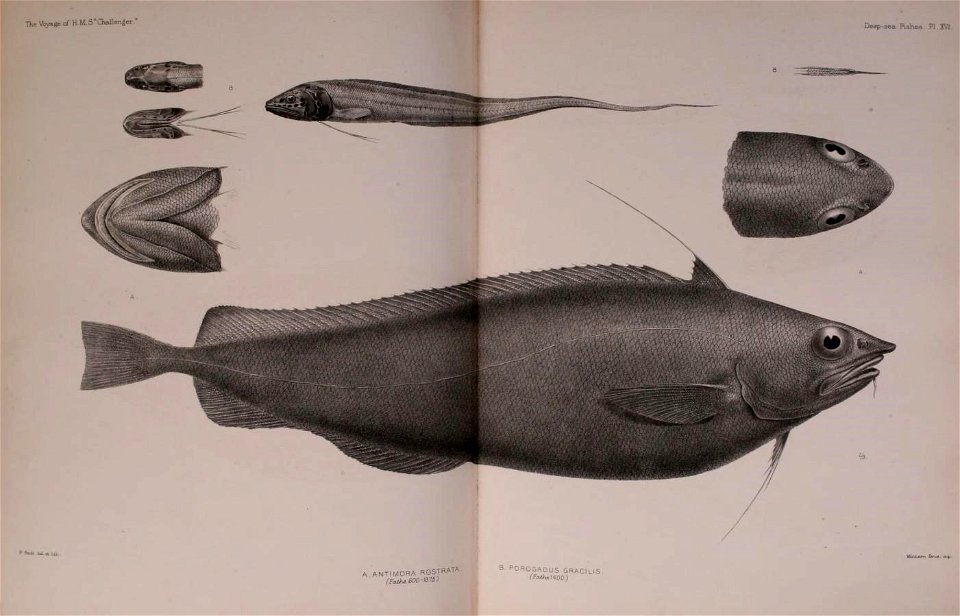 n492_w1150