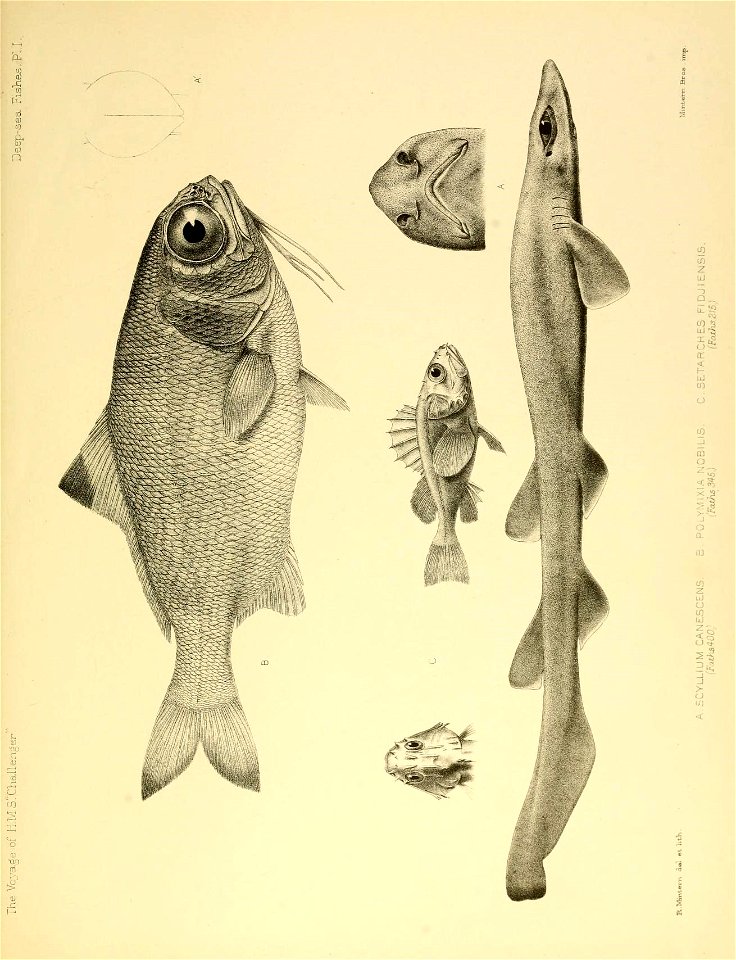 n418_w1150