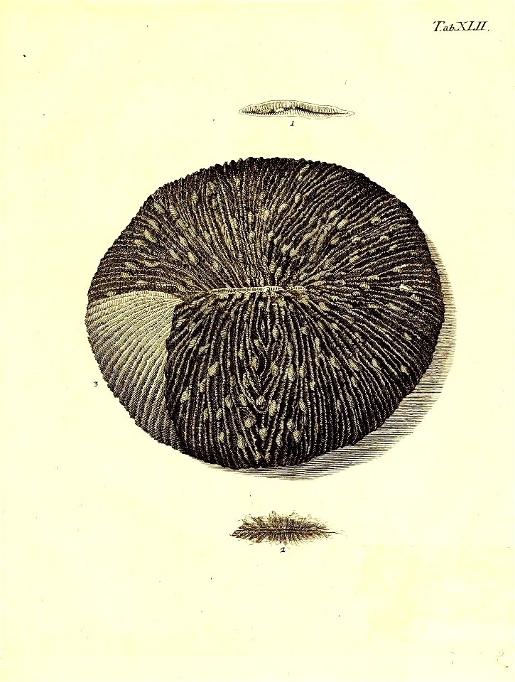 n118_w1150