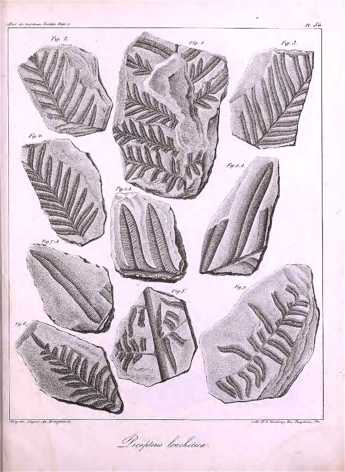 n494_w1150