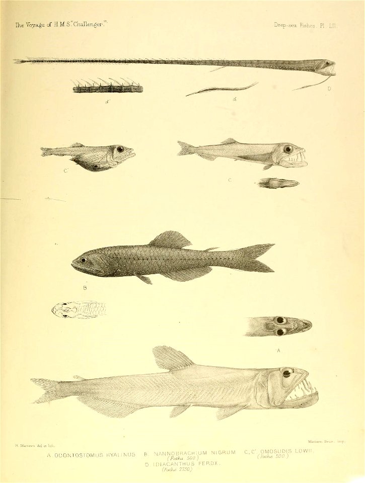 n668_w1150