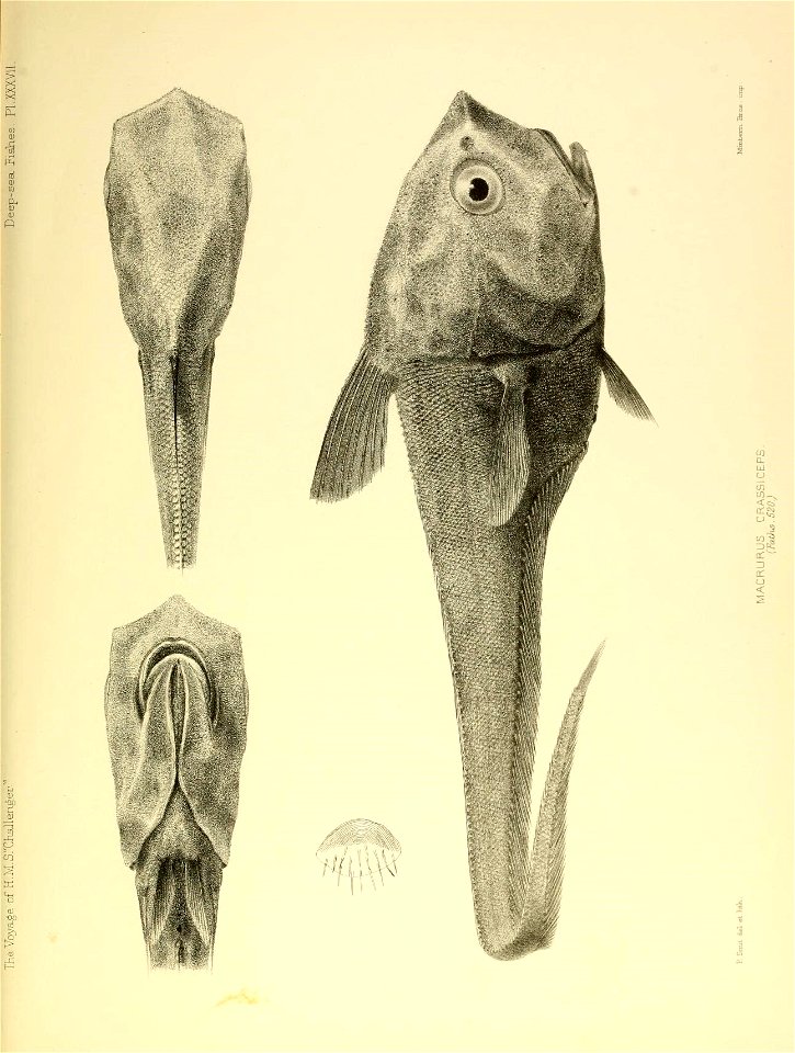 n598_w1150