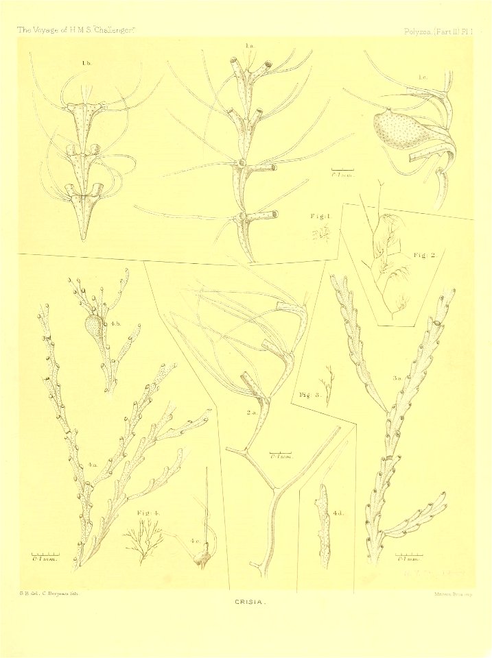 n156_w1150