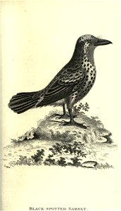 n68_w1150