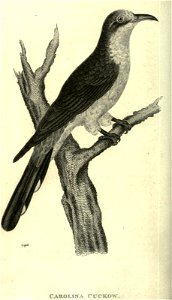 n153_w1150