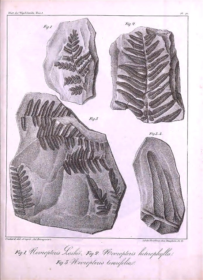 n466_w1150