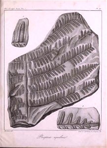 n506_w1150