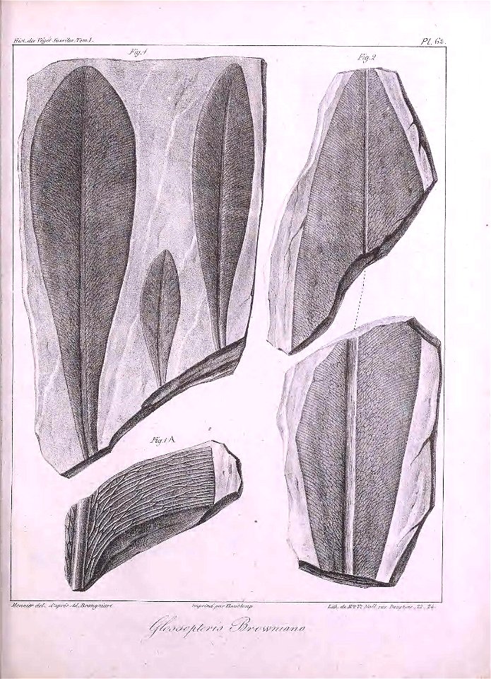 n446_w1150