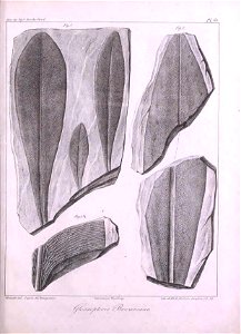 n446_w1150