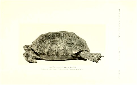n516_w1150