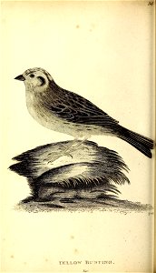 n497_w1150