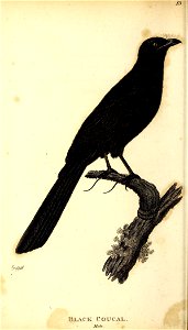 n99_w1150